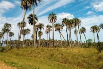 El Palmar