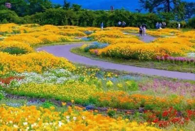 CAMPO FLORIDO