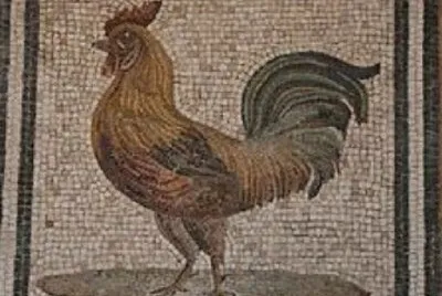 GALLO ROMANO