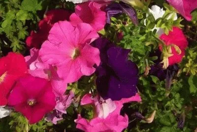 color-flower