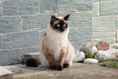 Siamese jigsaw puzzle
