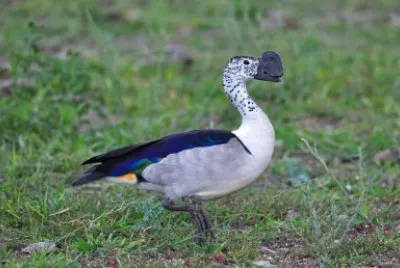Anatra del pettine
