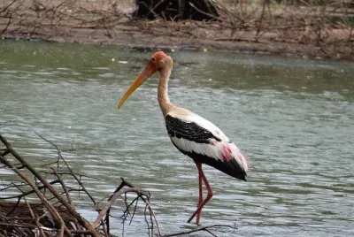 Cicogna verniciata