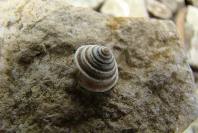 escargot