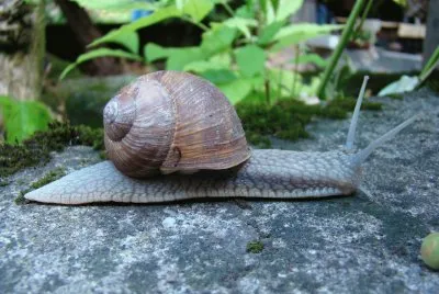 escargot