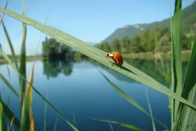 coccinelle