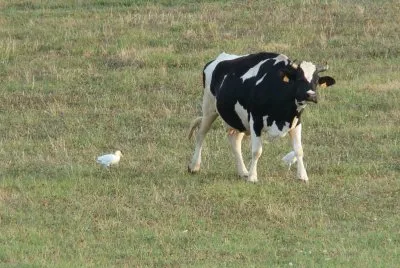 vache et aigrette