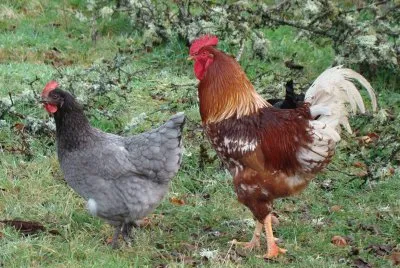 poule et coq