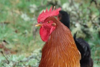 coq