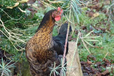 poule