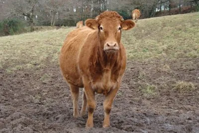 vache