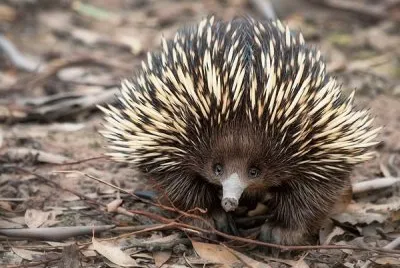 Zaglossus