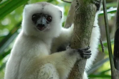 Sifaka silly
