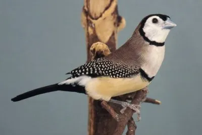 Diamante di bichenow