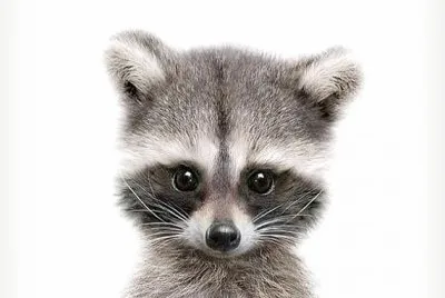 Mapache bebe