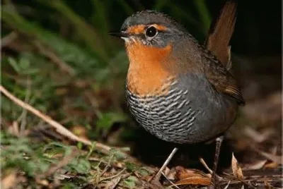 Tapaculo