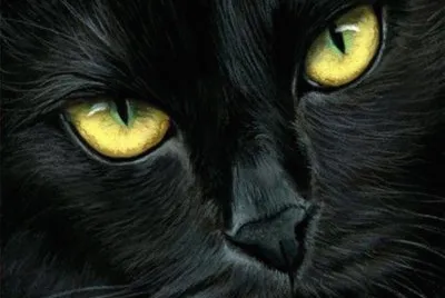 Black kitty