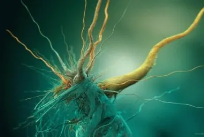 bacteria
