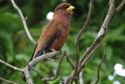 Euristomo africano
