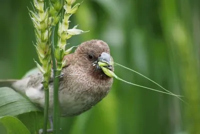 Munia