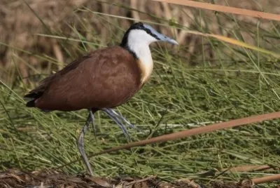 Jacana africana