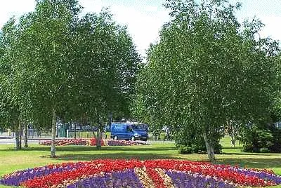 White Lion Square Flowers