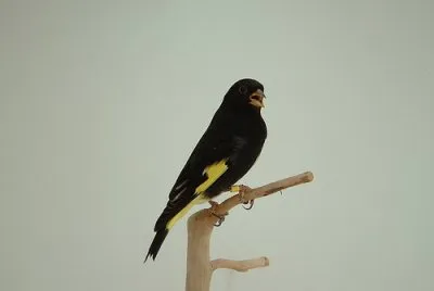 Negrito della bolivia