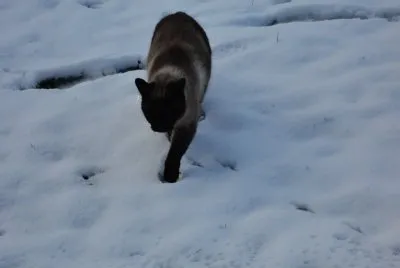 mia dans la neige jigsaw puzzle