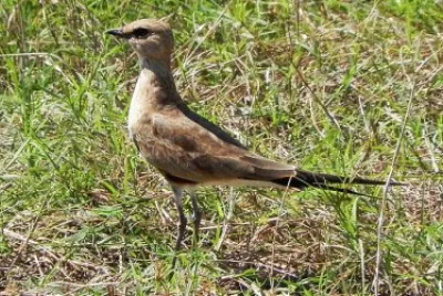 Stiltia isabella