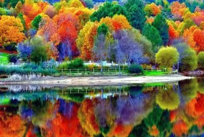 floresta