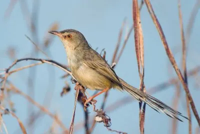 Prinia parda