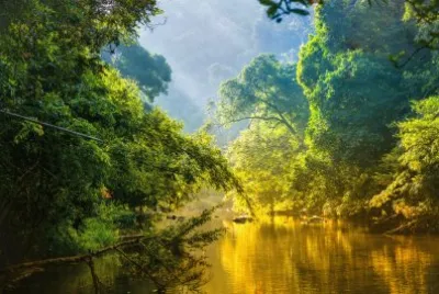 floresta