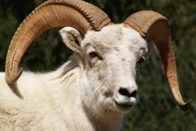 Bigorn bianco
