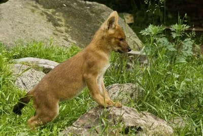 Cuon alpinus jigsaw puzzle