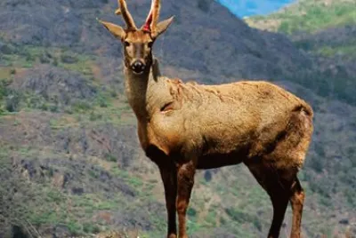 Huemul