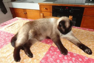 mia jigsaw puzzle