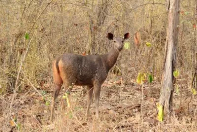 Sambar