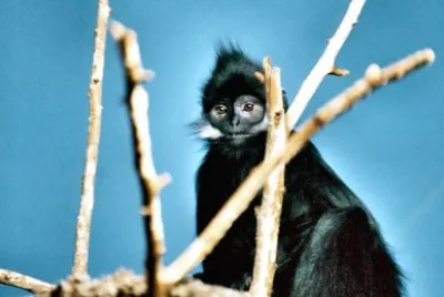 Lutung