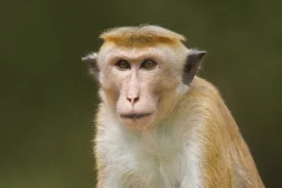 Macaco dal berretto