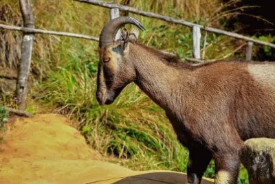Tahr del nilgiri