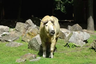 Takin