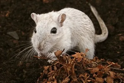Criceto jigsaw puzzle
