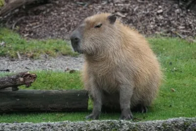 Capibara jigsaw puzzle