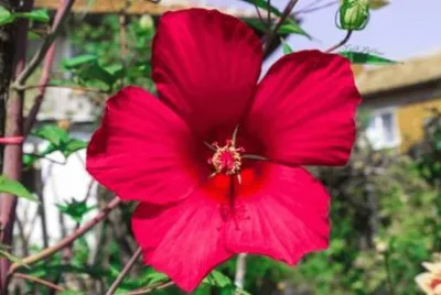 natureza