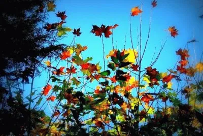 natureza