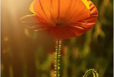 natureza