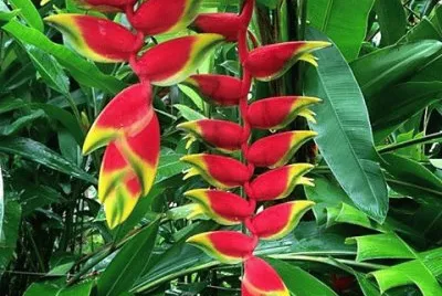 natureza