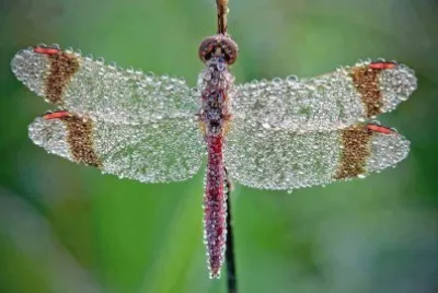natureza