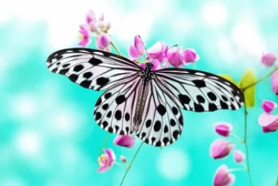 natureza