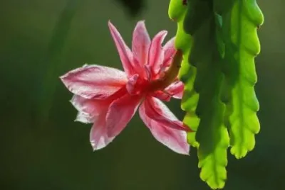 natureza